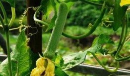 咳嗽 吃 水瓜,日常饮食中的天然良方