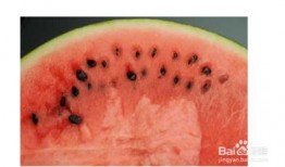 北方吃瓜付钱吗,免费享受还是付费体验？