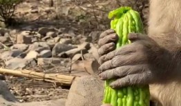 猴子吃瓜女,一场趣味横生的校园奇遇