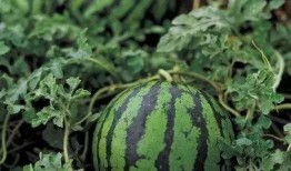 吃瓜别堵路郯城,吃瓜群众勿堵路，共守文明出行之道